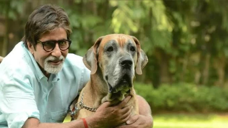 'बिग' डिसीजन! अमिताभ बच्चन करणार अवयवदान 'बिग' डिसीजन! अमिताभ बच्चन करणार अवयवदान