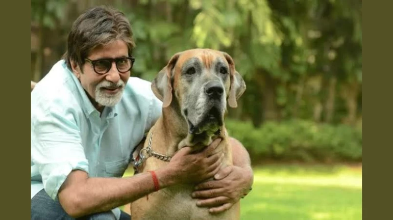 अमिताभ बच्चन के बंगला से हटे कंटेन्टमेंट जोन के पोस्टर अमिताभ बच्चन के बंगला से हटे कंटेन्टमेंट जोन के पोस्टर