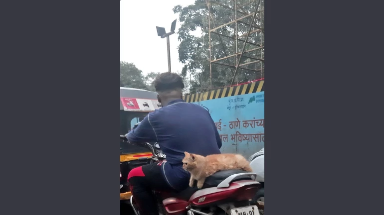 Kitty's day out. Mumbaikars just can't get enough of this cat