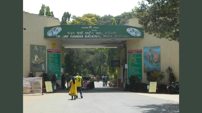 नॅशनल पार्क हरण मृत्यू प्रकरण: चालकाविरोधात गुन्हा दाखल नॅशनल पार्क हरण मृत्यू प्रकरण: चालकाविरोधात गुन्हा दाखल