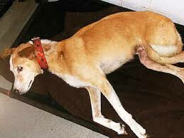 पवई: अवारा कुत्ते पर एयरगन से हमला, हुई मौत, अज्ञात के खिलाफ मामला दर्ज