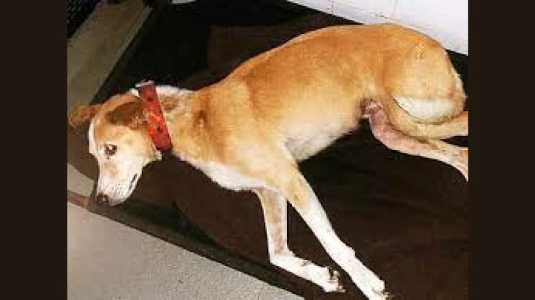 Dog shot and killed with an air gun in Powai, police on the hunt for the accused Dog shot and killed with an air gun in Powai, police on the hunt for the accused