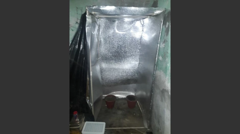 26-year-old Chembur resident arrested for growing Ganja using the hydroponics technique 26-year-old Chembur resident arrested for growing Ganja using the hydroponics technique