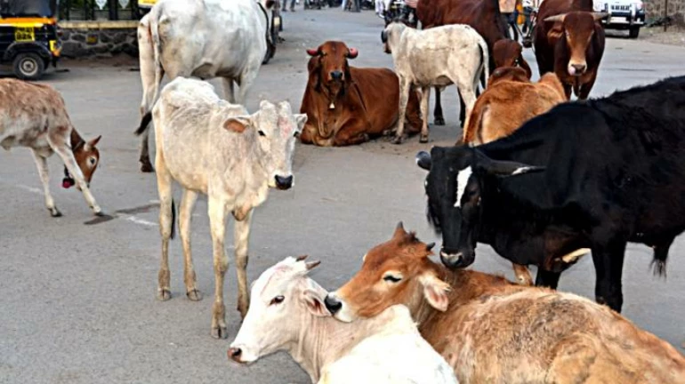 मोकाट जनावरांच्या मालकांना पालिका आकारणार 'इतका' दंड मोकाट जनावरांच्या मालकांना पालिका आकारणार 'इतका' दंड