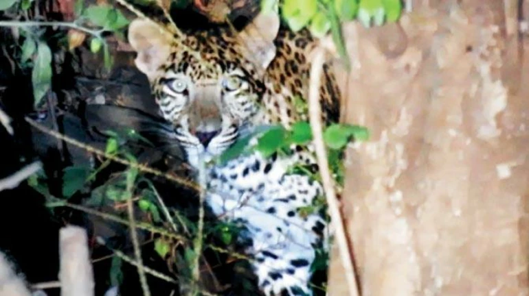 Spotted! A Leopard With 2 Cubs by an Aarey resident
