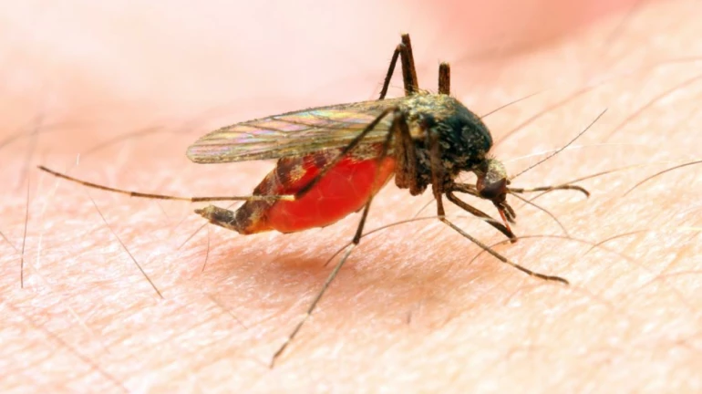 मुंबईत मलेरियाचे ४ हजार, लेप्टोचे २६६ रुग्ण