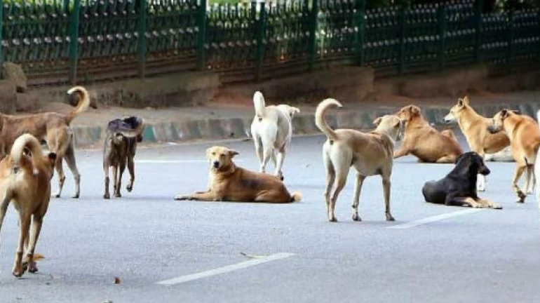 भटक्या प्राण्यांकरिता मुंबईत दहनभट्टी भटक्या प्राण्यांकरिता मुंबईत दहनभट्टी