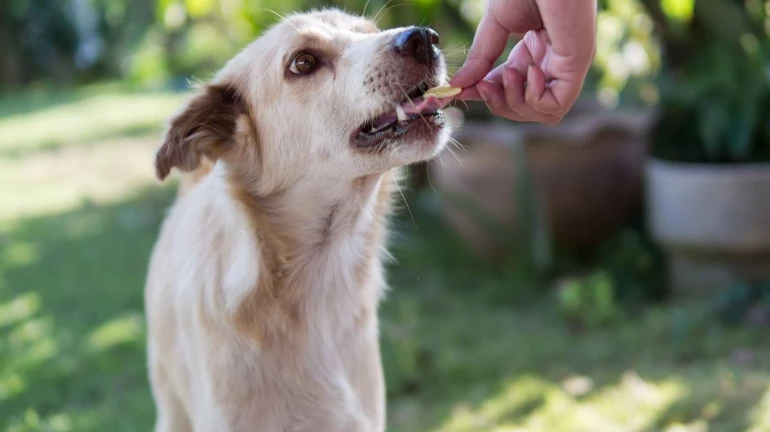 BMC Issues New Rules for Pet Owners, Housing Societies and Stray Animal Feeders BMC Issues New Rules for Pet Owners, Housing Societies and Stray Animal Feeders