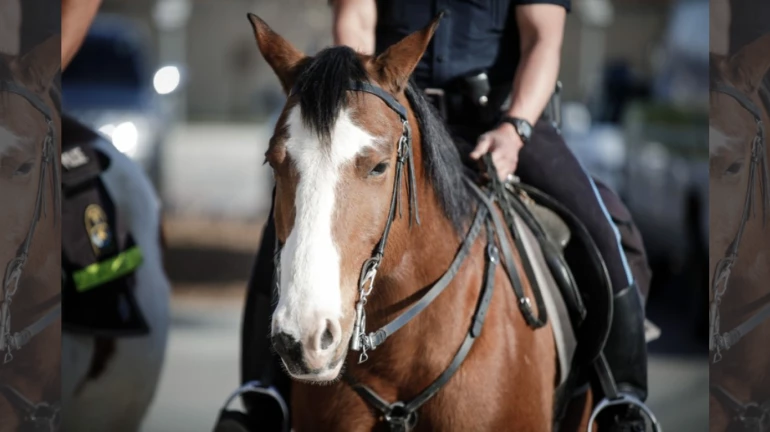 Soon! Mumbai Police to be seen patrolling on horses Soon! Mumbai Police to be seen patrolling on horses