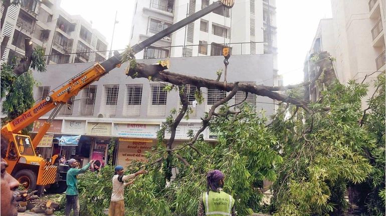 BMC To Cut Trees In Bandra. Invites Public Suggestions By January 23 BMC To Cut Trees In Bandra. Invites Public Suggestions By January 23