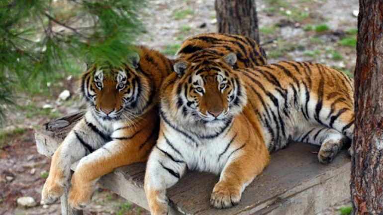 राणीच्या बागेत होणार वाघाचं दर्शन राणीच्या बागेत होणार वाघाचं दर्शन