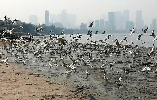 Thanks to the Mahim Beach cleanup drive, migratory birds are making a comeback