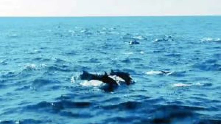 Dolphins Spotted Near Raj Bhavan Dolphins Spotted Near Raj Bhavan