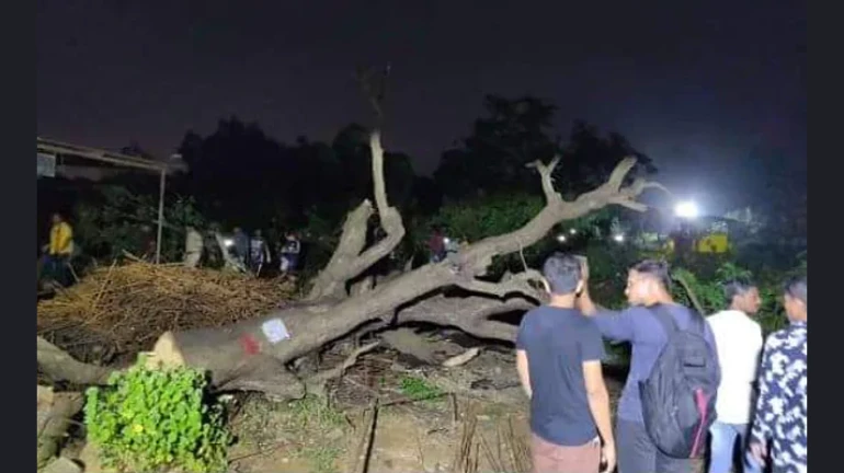 मेट्रोसाठी पुन्हा झाडं कापली जाणार, सरकारची भूमिका काय? मेट्रोसाठी पुन्हा झाडं कापली जाणार, सरकारची भूमिका काय?