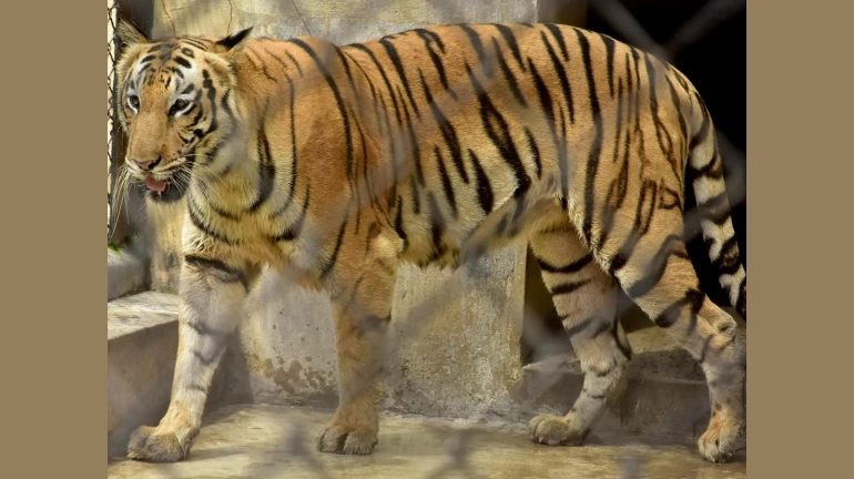 Byculla Zoo Welcomes Two Bengal Tigers Byculla Zoo Welcomes Two Bengal Tigers