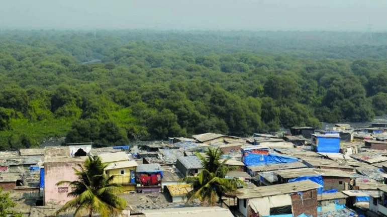 पाणथळीवरील १५० झोपड्या पालिकेने तोडल्या पाणथळीवरील १५० झोपड्या पालिकेने तोडल्या