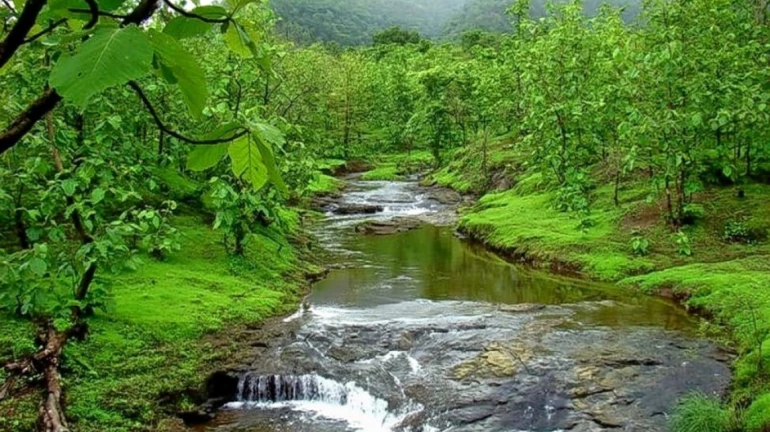 Four Lakh Trees To Be Cut In Thane Four Lakh Trees To Be Cut In Thane