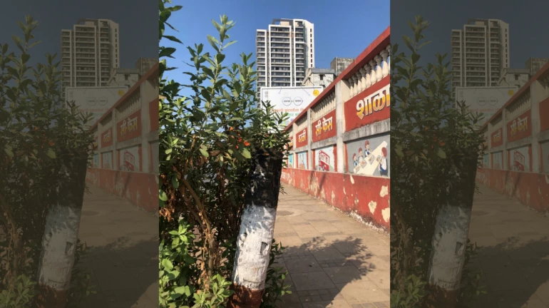 आदित्य ठाकरेंच्या मतदारसंघातच झाडांची कत्तल, मनसेची पालिका आयुक्तांकडे तक्रार आदित्य ठाकरेंच्या मतदारसंघातच झाडांची कत्तल, मनसेची पालिका आयुक्तांकडे तक्रार