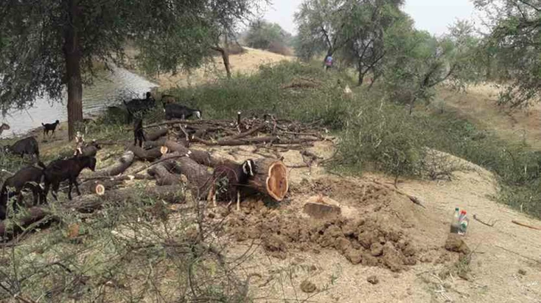 होलिका दहन के लिए काटेंगे पेड़ तो होगी सज़ा होलिका दहन के लिए काटेंगे पेड़ तो होगी सज़ा