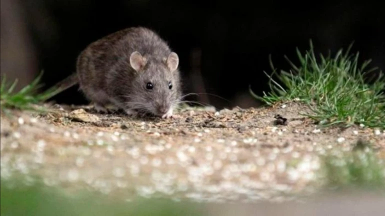 Over 100 Dead Rats Removed Using Borescope Camera from CSMT Running Room Over 100 Dead Rats Removed Using Borescope Camera from CSMT Running Room