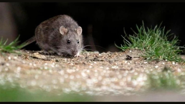 What is Hantavirus and why you should not panic What is Hantavirus and why you should not panic