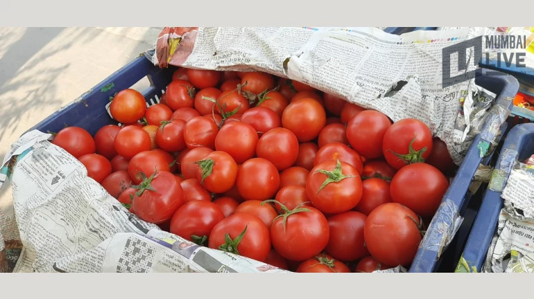 Tomato prices in Mumbai soars to Rs 100/kg Tomato prices in Mumbai soars to Rs 100/kg
