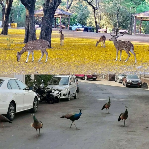 लॉकडाऊनचा असाही इफेक्ट! माणसं 'पिंजऱ्यात', प्राणी रस्त्यावर