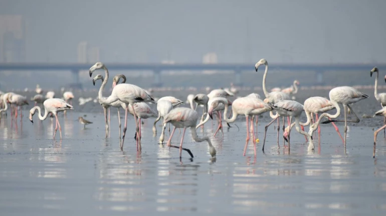 Mumbai witnesses 25 per cent increase in flamingo migration