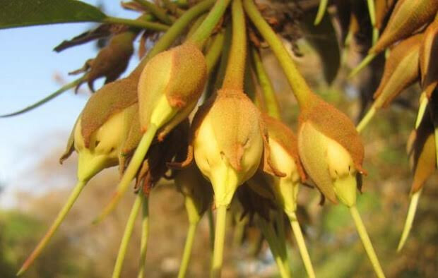 पहिल्यांदाच सॅनिटायझर निर्मितीसाठी मोह फुलांचा वापर