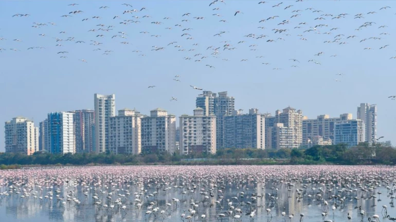 Navi Mumbai: NMMC to implement measures for flamingo habitat protection Navi Mumbai: NMMC to implement measures for flamingo habitat protection