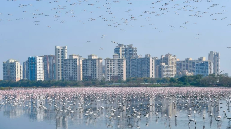 NGT Steps in to Protect Navi Mumbai's Mangroves and Flamingo Habitat