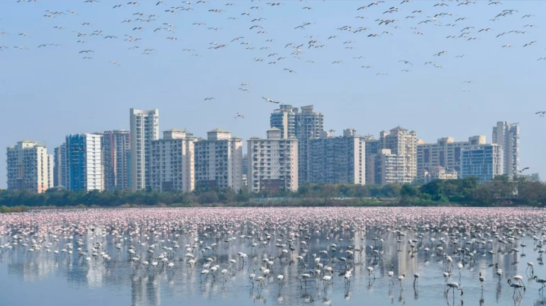 NGT Steps in to Protect Navi Mumbai's Mangroves and Flamingo Habitat NGT Steps in to Protect Navi Mumbai's Mangroves and Flamingo Habitat