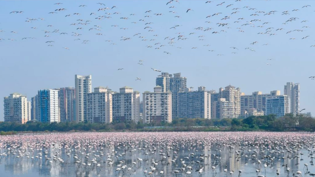 Navi Mumbai: NMMC to implement measures for flamingo habitat protection