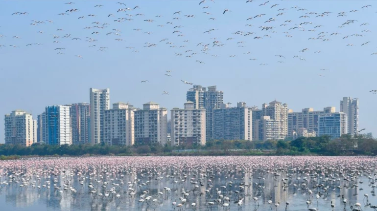 Mumbai: MMR Records Highest Count Of Greater Flamingos Ever Mumbai: MMR Records Highest Count Of Greater Flamingos Ever