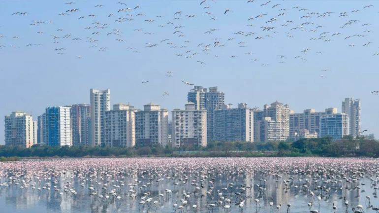 Mumbai: MMR Records Highest Count Of Greater Flamingos Ever