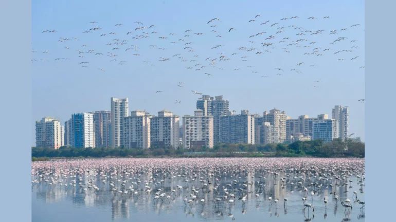 In a first for MMR, This Sanctuary in Thane To Be Given Ramsar Status - Here's Why