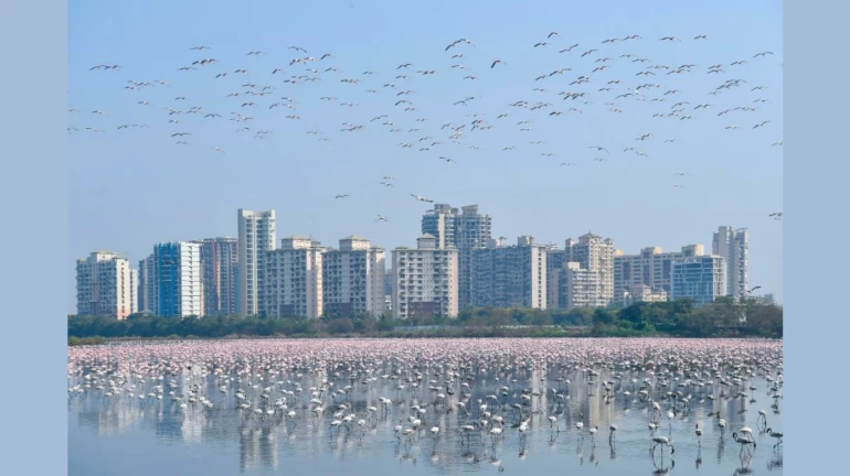 In a first for MMR, This Sanctuary in Thane To Be Given Ramsar Status - Here's Why In a first for MMR, This Sanctuary in Thane To Be Given Ramsar Status - Here's Why