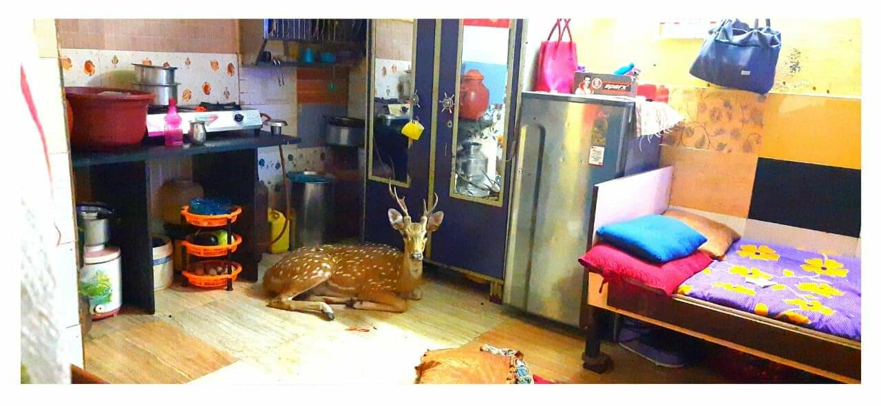 Deer crashes through the roof and lands in a house in Powai