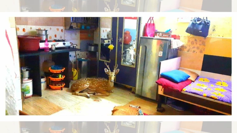 Deer crashes through the roof and lands in a house in Powai