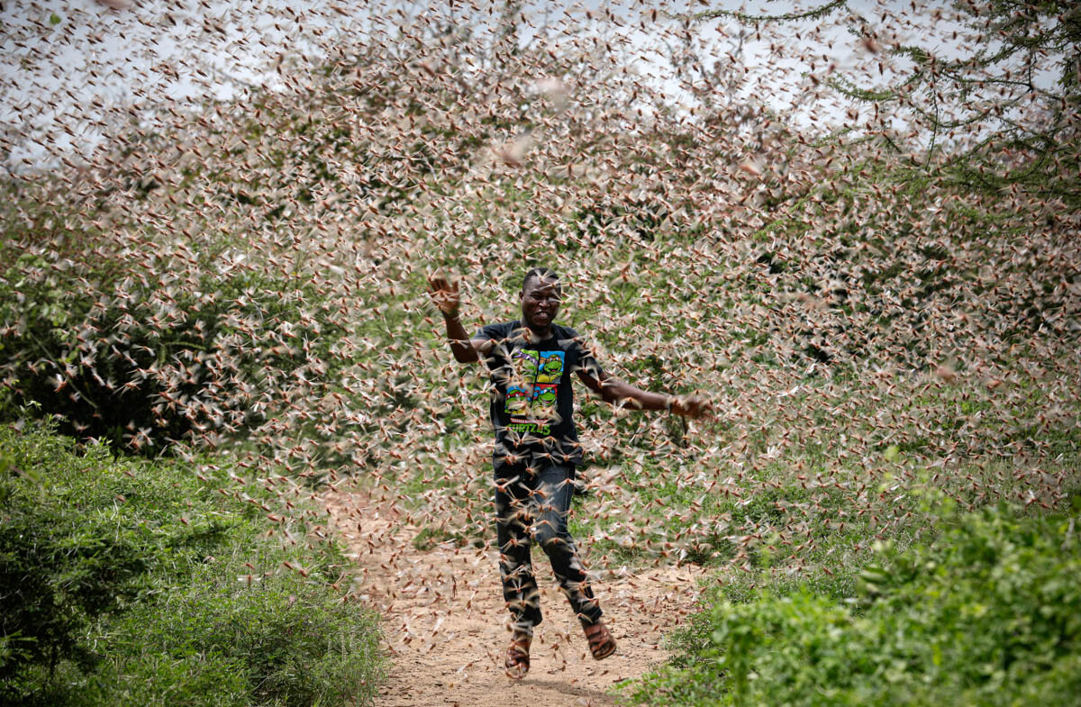 Huge swarms of crop-eating locusts enter Maharashtra