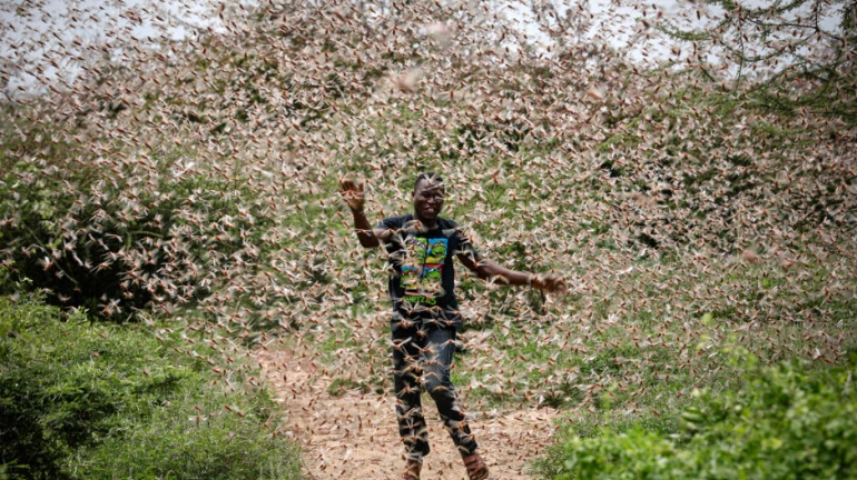 Huge swarms of crop-eating locusts enter Maharashtra