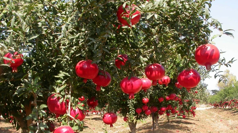 'इतके' हजार टन डाळिंब निर्यात घटली 'इतके' हजार टन डाळिंब निर्यात घटली