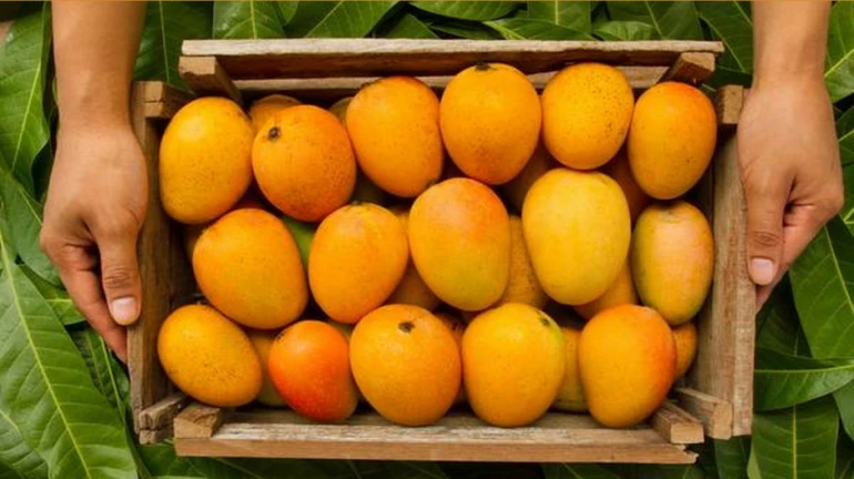 Navi Mumbai: Alphonso mangoes export begins in Vashi's APMC market Navi Mumbai: Alphonso mangoes export begins in Vashi's APMC market