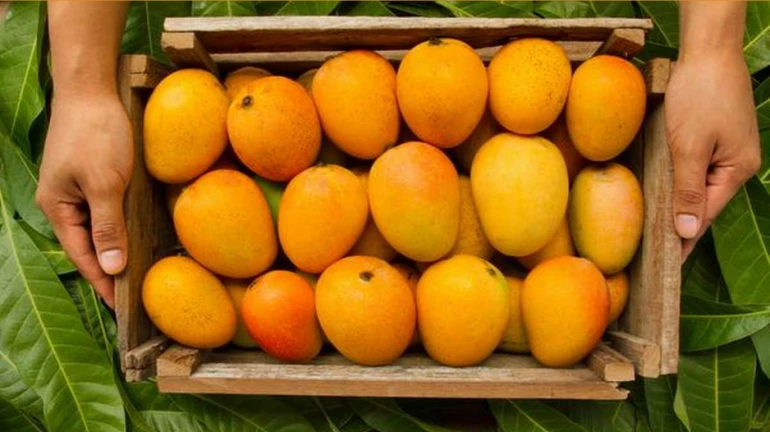 Malawi Hapus mangoes from Africa arrive at Vashi market Malawi Hapus mangoes from Africa arrive at Vashi market