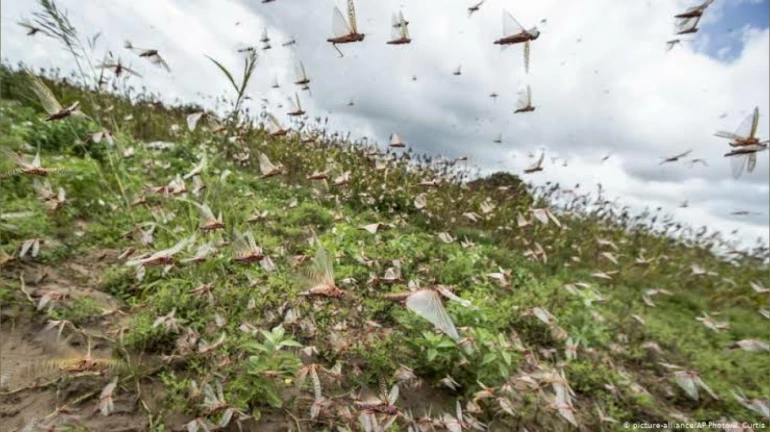 Maharashtra government extends support to farmers amidst locust attack Maharashtra government extends support to farmers amidst locust attack