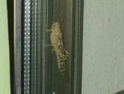 मुंबईत 'टोळ' की अफवांची टोळी? खरं की खोटं जाणून घ्या फॅक्ट चेक