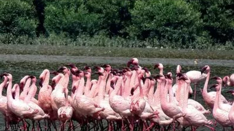 Navi Mumbai Flamingo Tragedy: 5 Dead, 7 Injured in 24 Hours