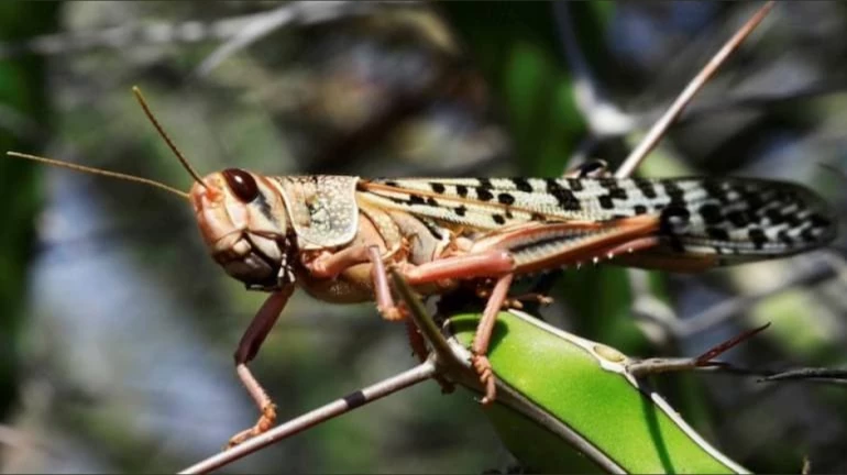 Locusts move towards Maharashtra's Gondia district after attacking fields in neighboring Bhandara