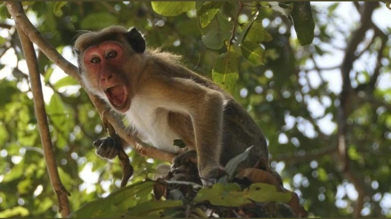 माकडांनी पळवले कोरोना रुग्णाचे नमुने, परिसरात घबराट
