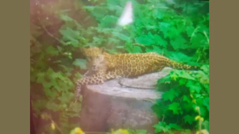 आयआयटी बॉम्बेच्या परिसरात बिबट्याचा वावर आयआयटी बॉम्बेच्या परिसरात बिबट्याचा वावर